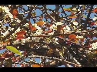 Osobhano _- The Hunt_ a documentary on wild animal poaching in north-east India