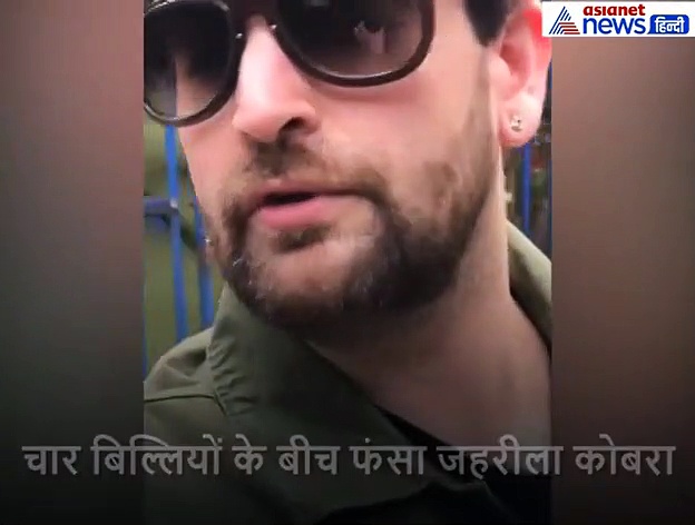 खतरनाक कोबरा को छेड़ रही थी 4 बिल्लियां, फन उठाकर सांप ने किया ऐसा