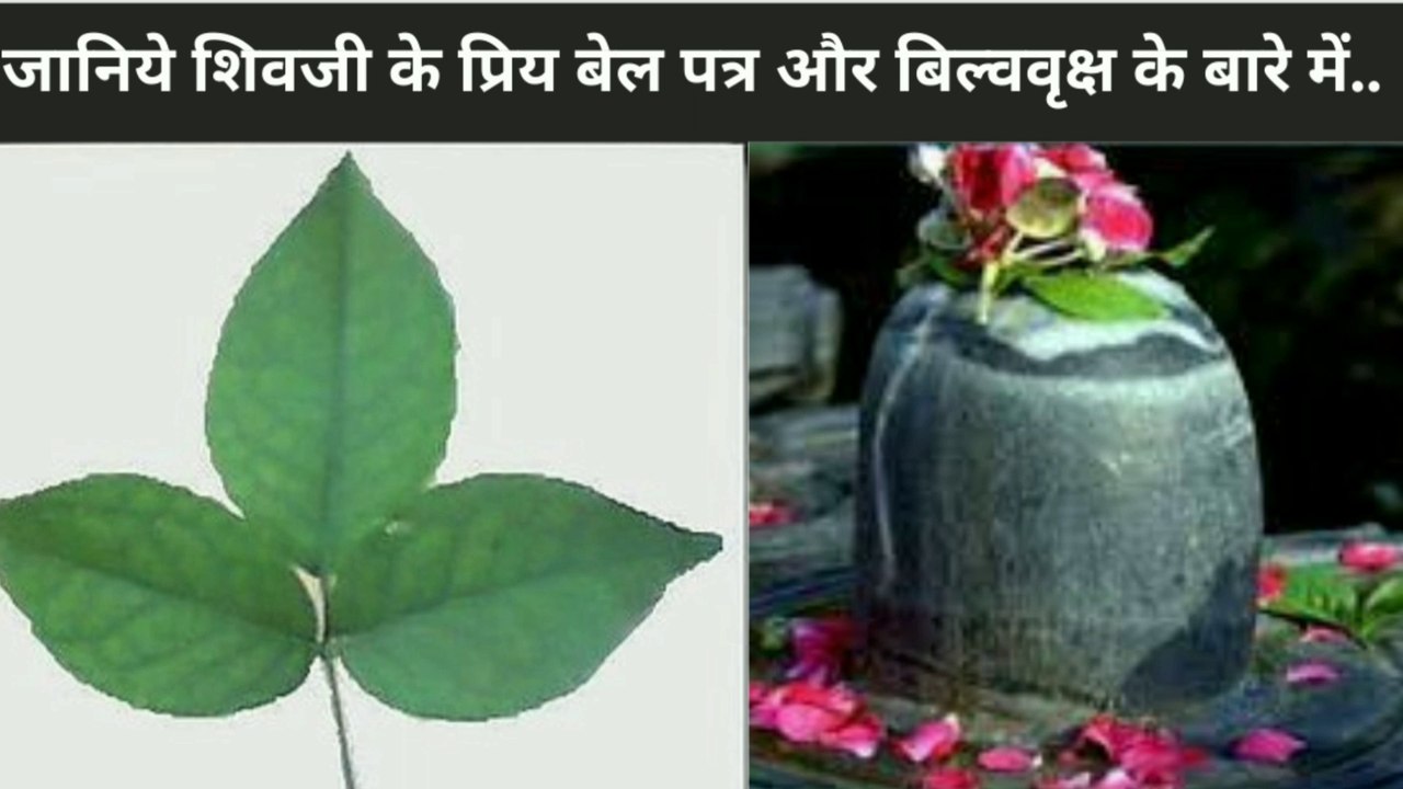 जानिए शिवजी के अति प्रिय बेल पत्र और बिल्ववृक्ष के बारे में ..