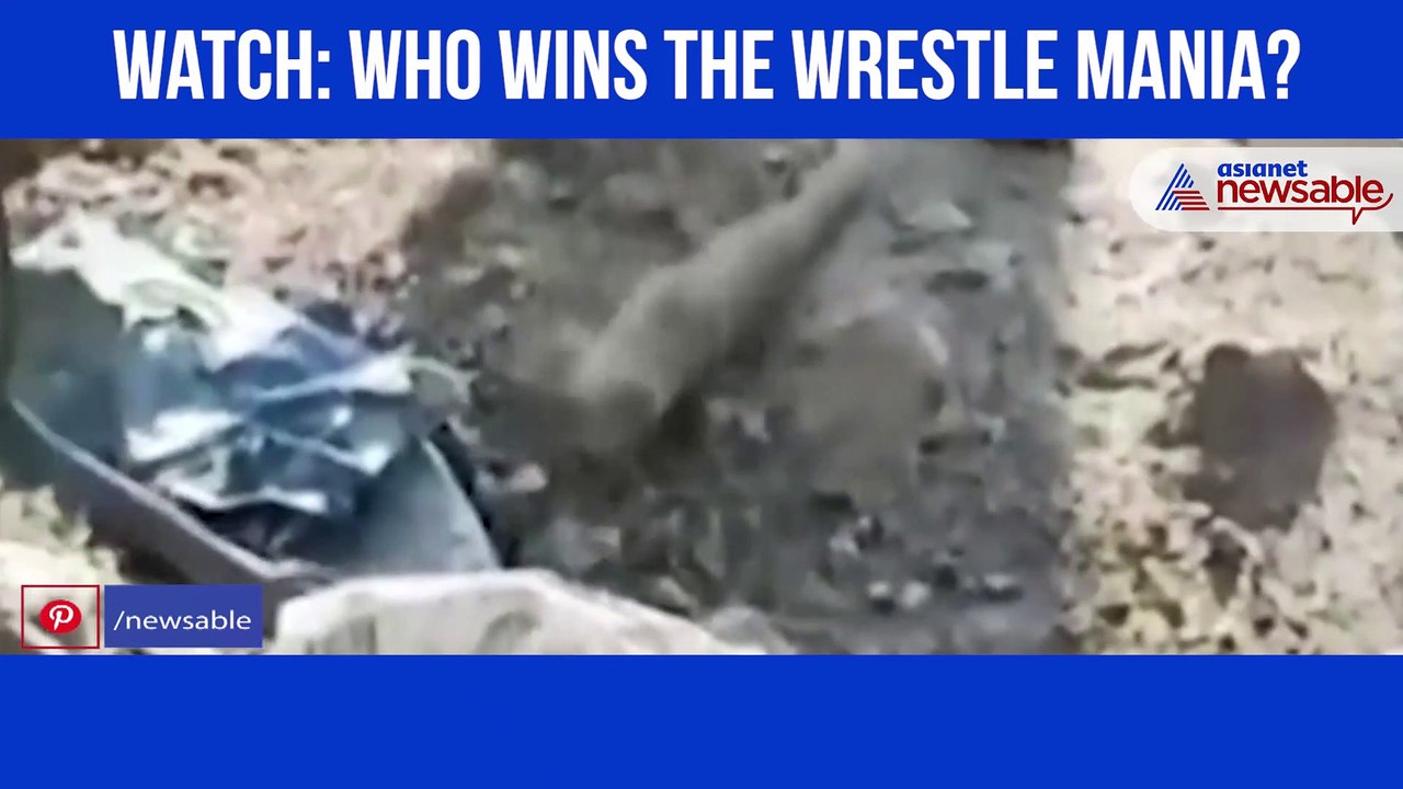 Snake and Mangoose Fight