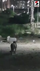 કંપનીના રહેણાંકી વિસ્તાર નજીક રાત્રે સિંહ આવતા ચકચાર