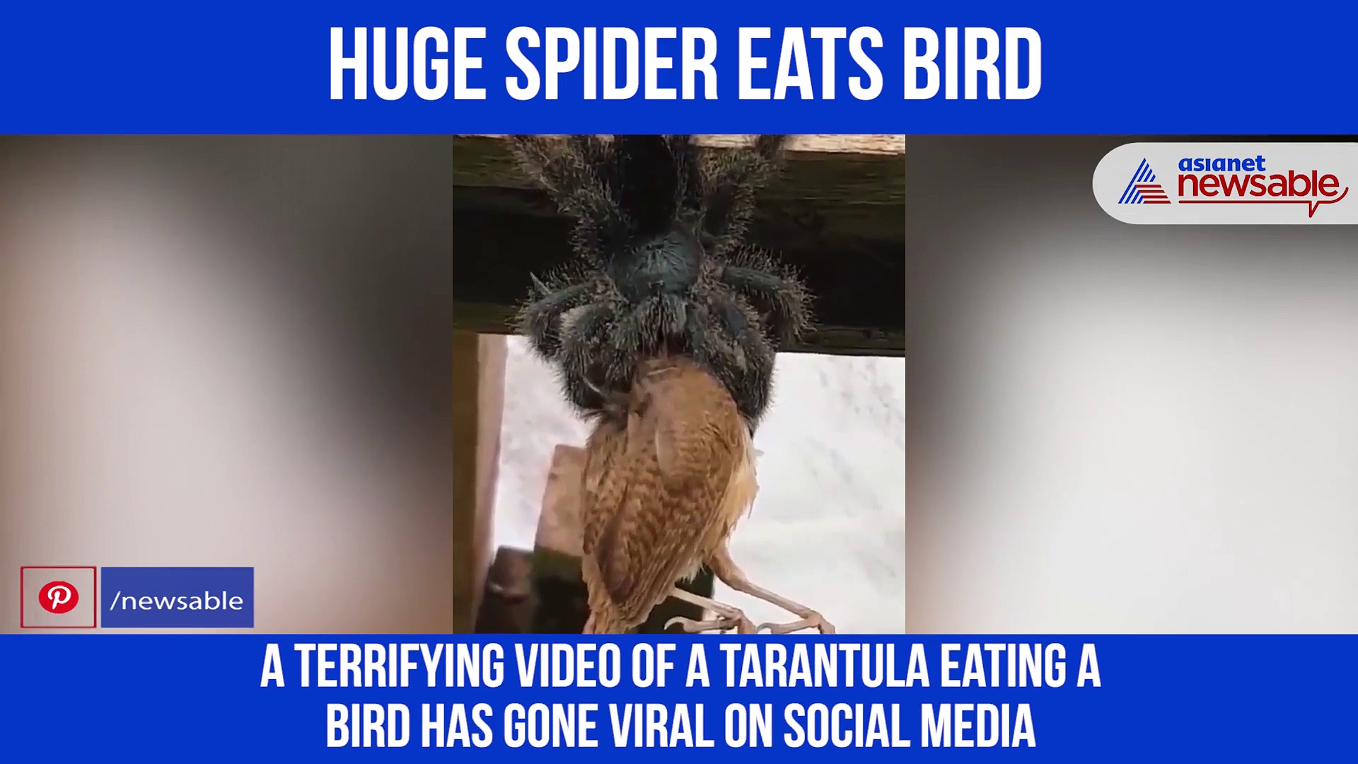 Watch: Spider eats bird; netizens say ‘nature is scary’