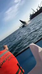 Baleia-de-bossa 'aterra' em barco e faz 4 feridos em Sinaloa, no México