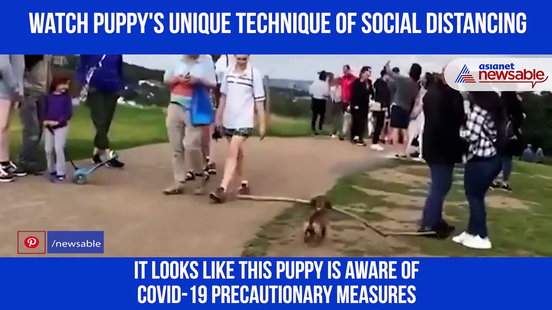 Adorable puppy takes social distancing too seriously