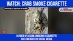 Smoking Crab