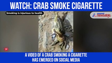 Smoking Crab