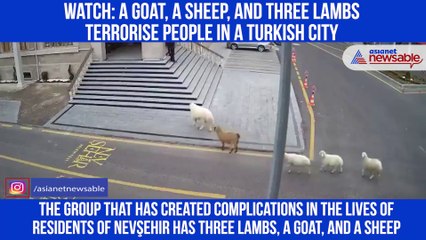 Turkish Goats