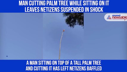 Man Cuts Palm Tree
