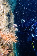 MARMARA DENİZİ'NE MERCAN NAKLİ YAPILDI