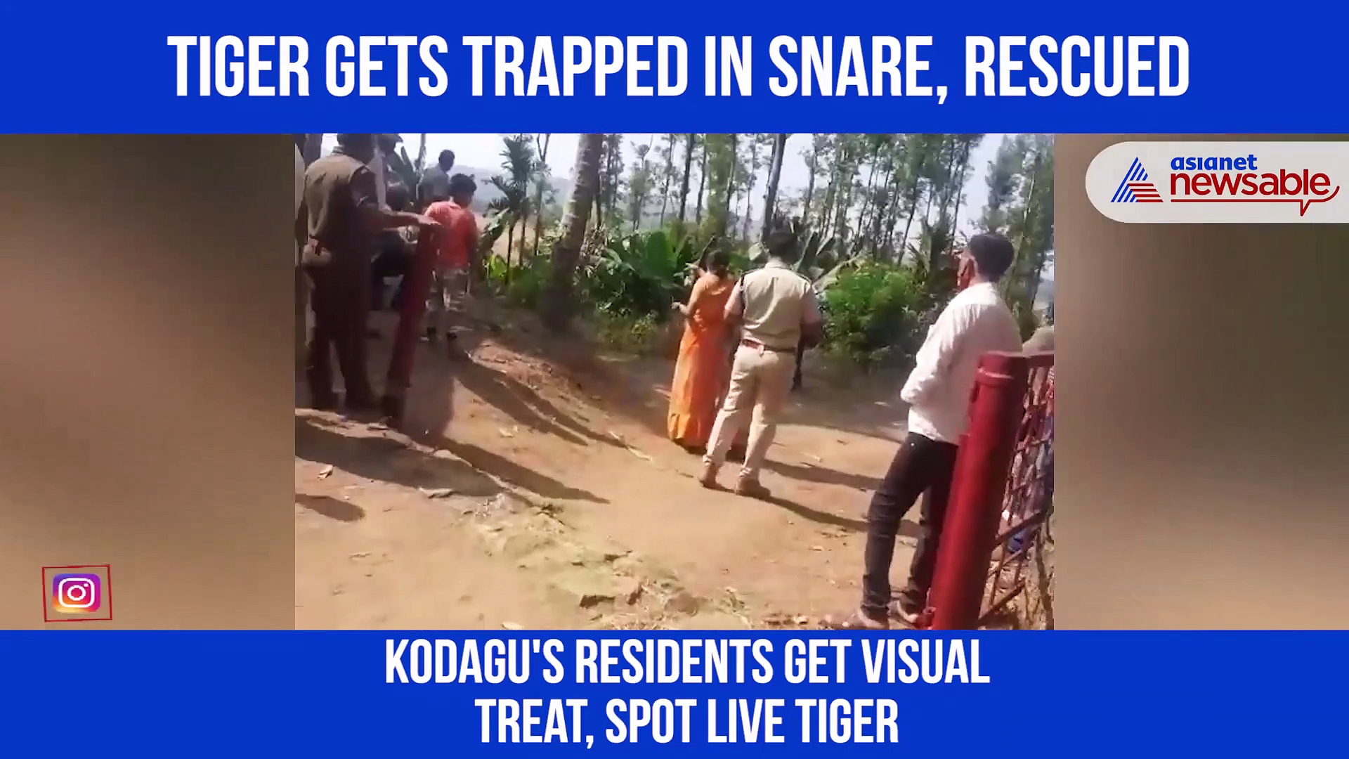 Tiger gets trapped in snare, rescued