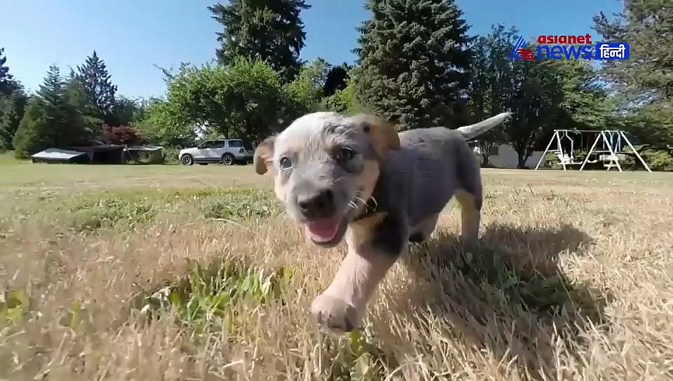 कुत्तों के खाने को लेकर हम करते हैं ये लापरवाही, बीमार पड़ सकते हैं आपके फरी दोस्त