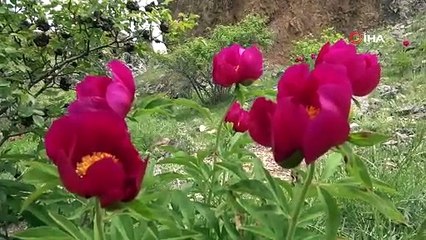 Sadece 15 gün ömrü olan cehrilik lalesi doğayı renklendirdi