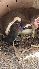 Macadamia, a Humboldt penguin chick, hatched from her mother, Lucy, at Marwell Zoo