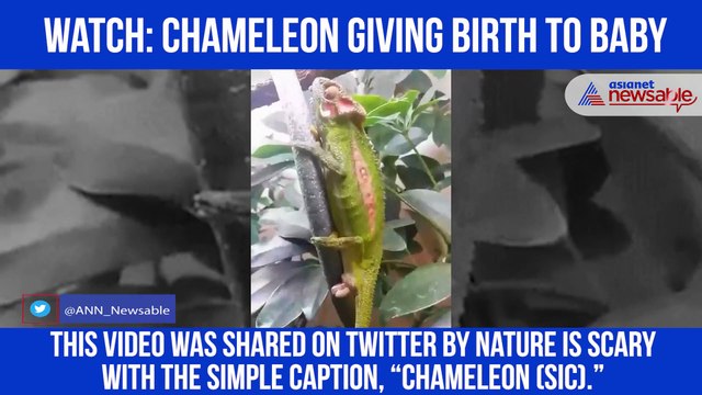 Chameleon giving birth to baby