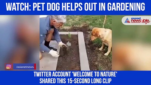 Dog helps owner dig holes for plants; video goes viral