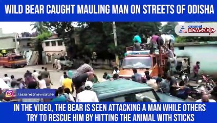 Wild bear enters residential area, attacks 8 people; 2 grievously injured