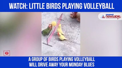 Birds Playing Volleyball