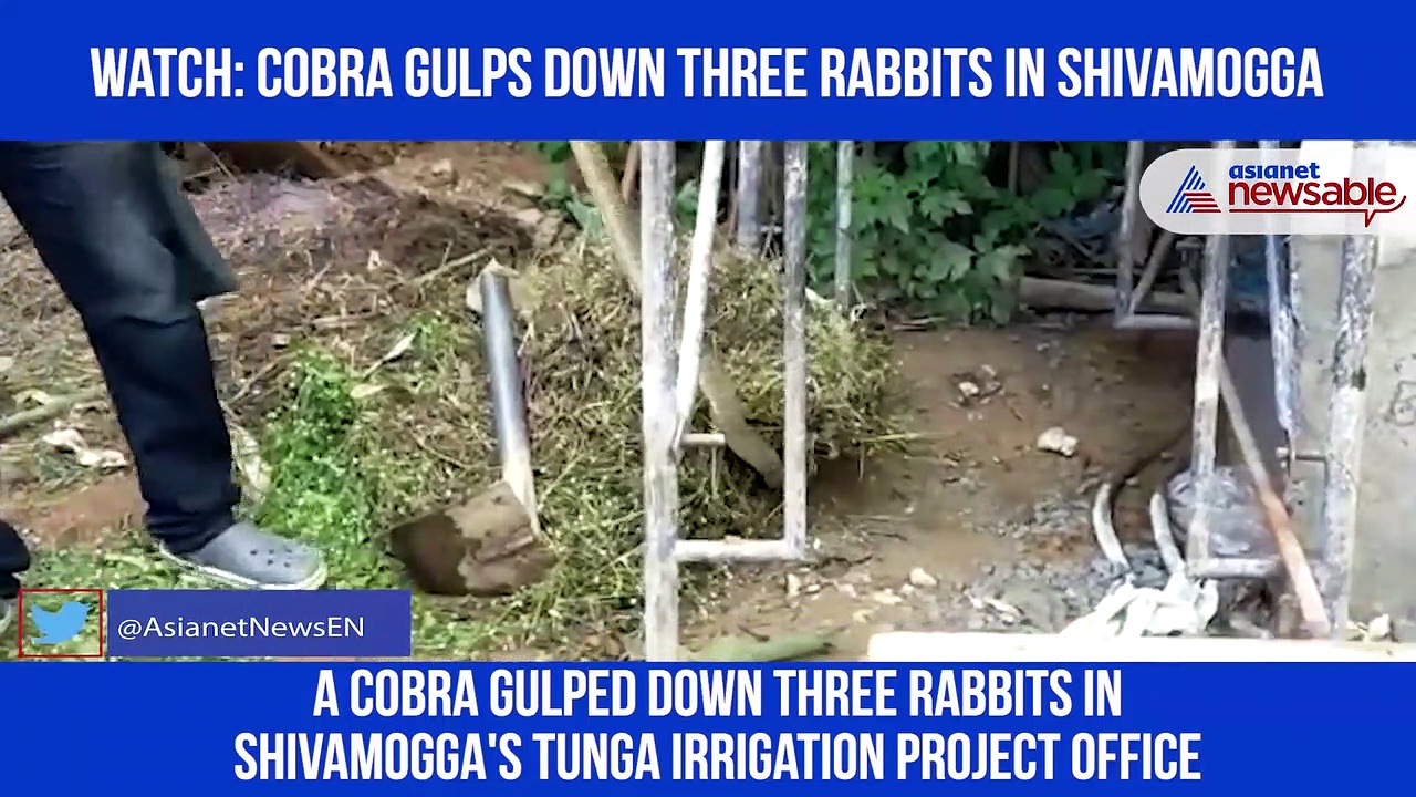 Cobra prowls, eats three rabbits in Karnataka's government office
