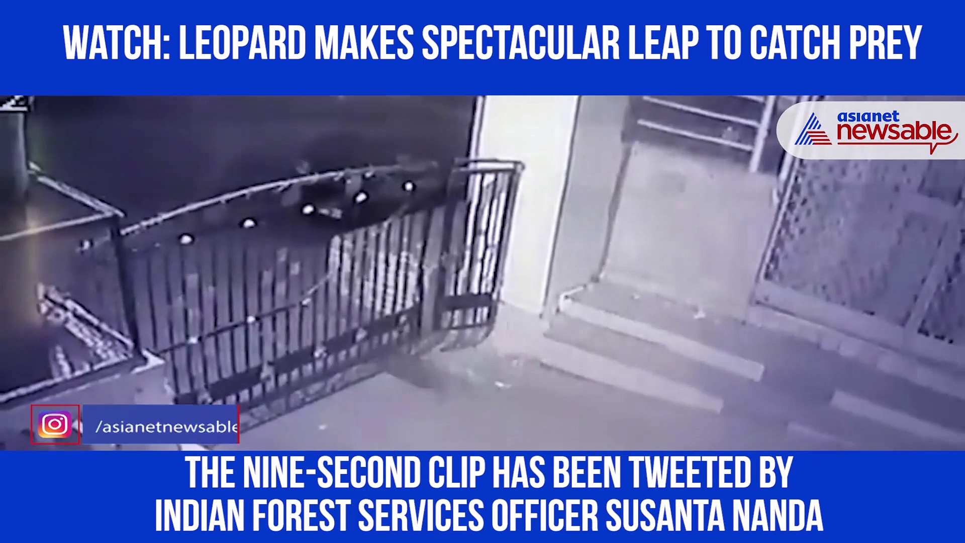 Leopard pulls off magnificent jump to catch prey; video goes viral