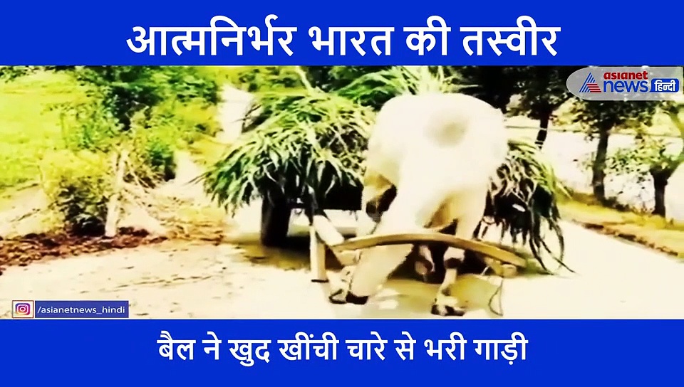 बिन मालिक बैल ने खुद ही खींची अपनी गाड़ी, लोगों ने कहा 'आत्मनिर्भर'