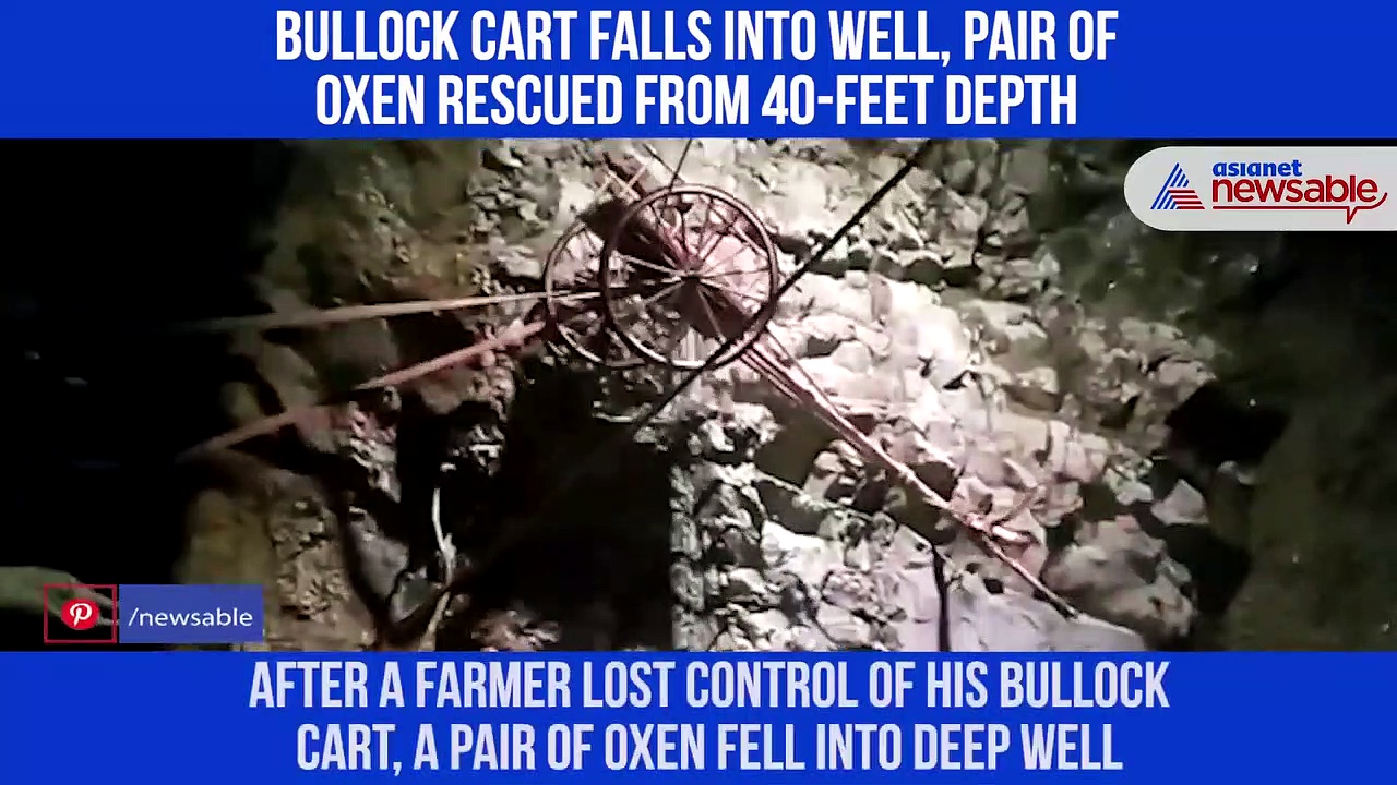 Bullock cart falls into well, pair of oxen rescued from 40-feet depth, watch video