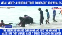 Viral video: A heroic effort to rescue 100 whales