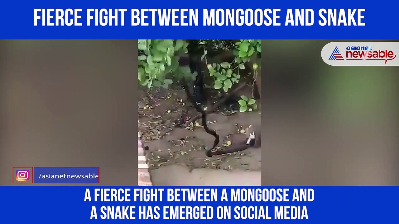 Watch: Fierce fight between mongoose and snake; video goes viral