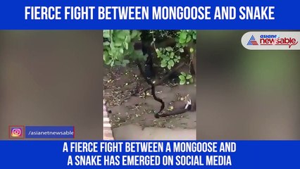 Snake Mangoose Fight