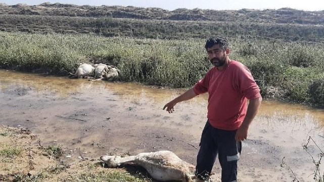 Ceviz büyüklüğündeki dolu, koyunları öldürdü