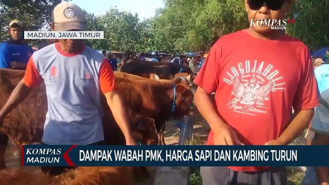 Dampak Wabah PMK, Harga Sapi Dan Kambing Turun