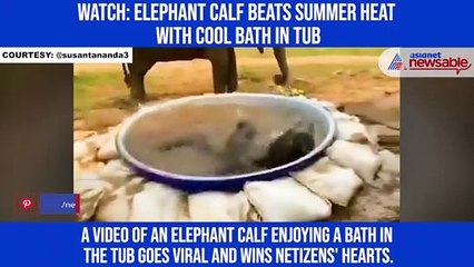 Watch: Elephant calf beats summer heat with cool bath in tub