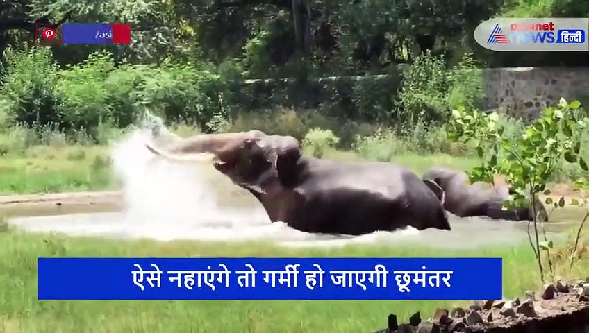 गर्मी लगी तो पूल में कूद गए हाथी, फिर सूंड में पानी भर जमकर की मस्ती, देखें वीडियो