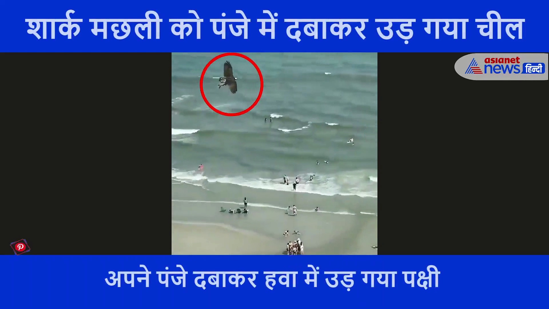 शार्क मछली को पंजे में दबाकर उड़ गया चील, जिसने भी देखा ये वीडियो फाड़ ली आंखें