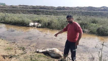 Ceviz büyüklüğündeki dolu koyunları telef etti