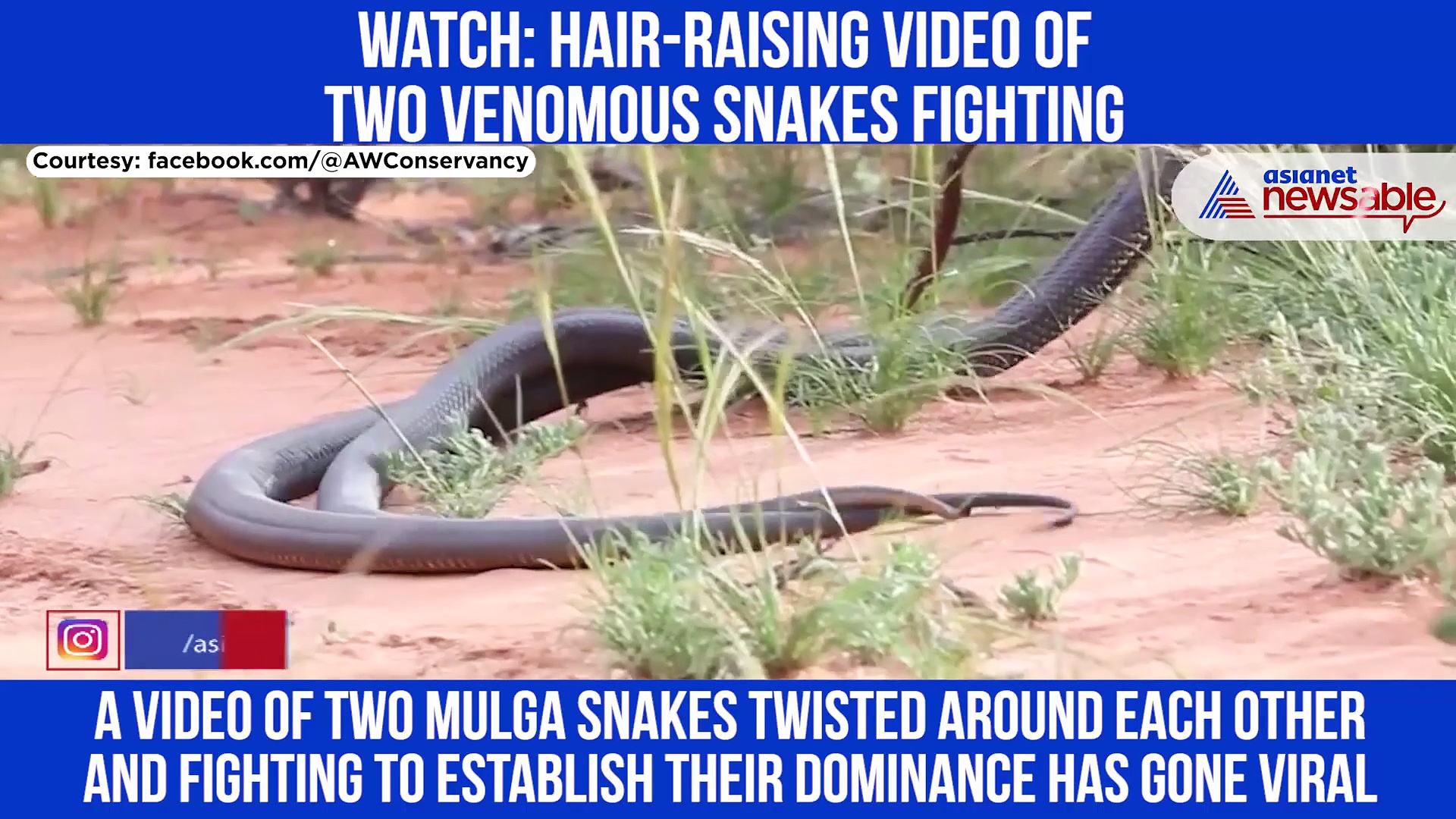 A deadly fight between two poisonous snakes for the right to mate with females: Check out