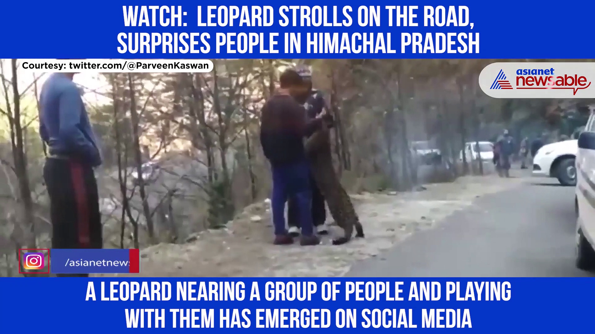 A leopard playing with people: Watch viral video