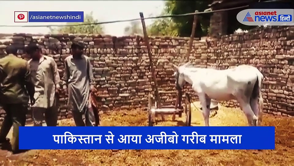जुआ खेलने के आरोपी गधे को पाकिस्तान की अदालत ने दी जमानत, 4 दिन तक जेल में रहा गधा