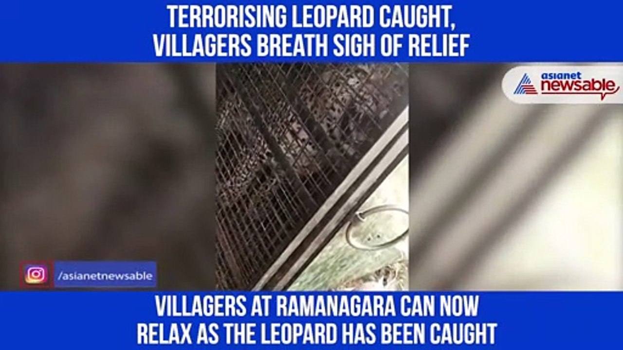 Leopard Caught