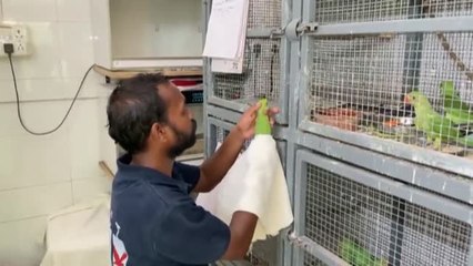 Download Video: Una ola de calor en la India afecta a miles de pájaros exhaustos y deshidratos que caen de los árboles