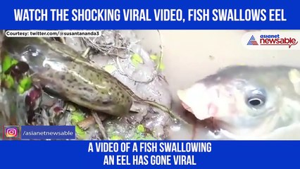 FISH SWALLOWS EEL