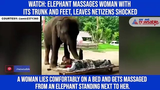 Watch: Elephant massages woman with its trunk and feet, leaves netizens shocked