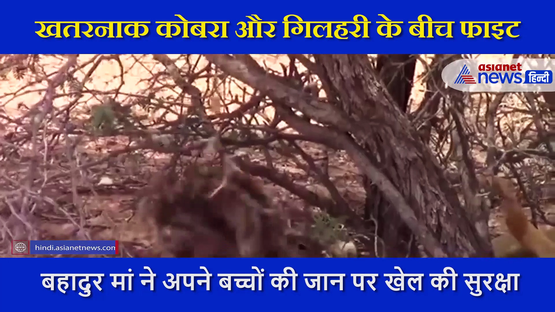 अपने बच्चों की जान बचाने कोबरा भिड़ गई गिलहरी, सामने आया रेयर फाइट का वीडियो