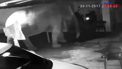 Watch: In search of food, elephants stray into man's home
