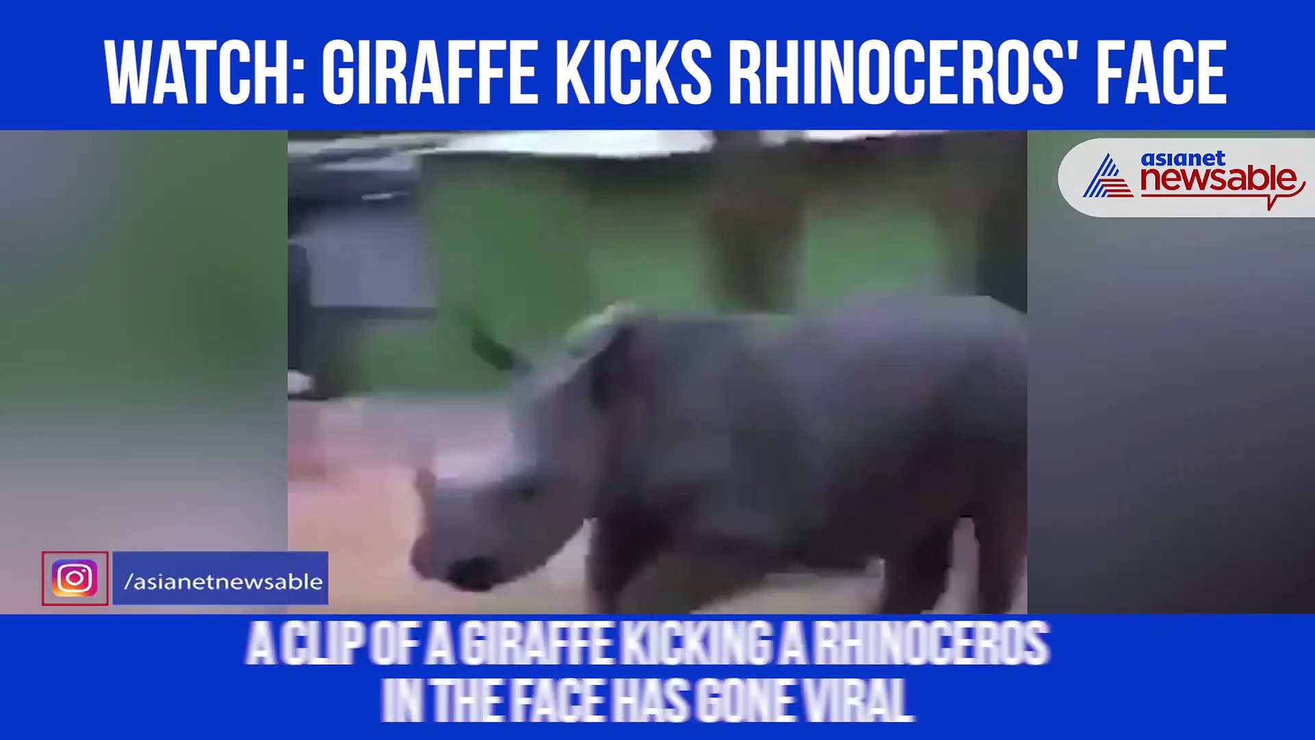 Giraffe kicks rhinoceros in the face; video goes viral