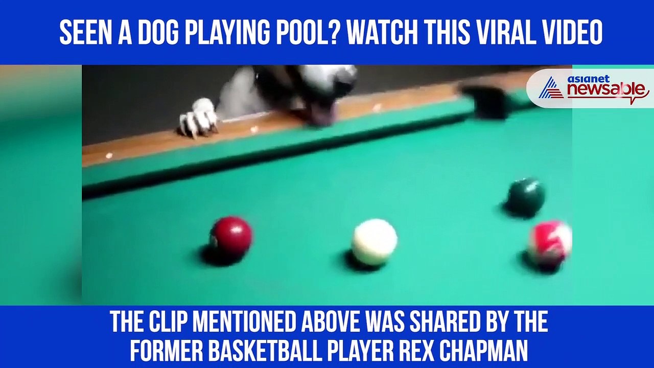 Dog Playing Pool