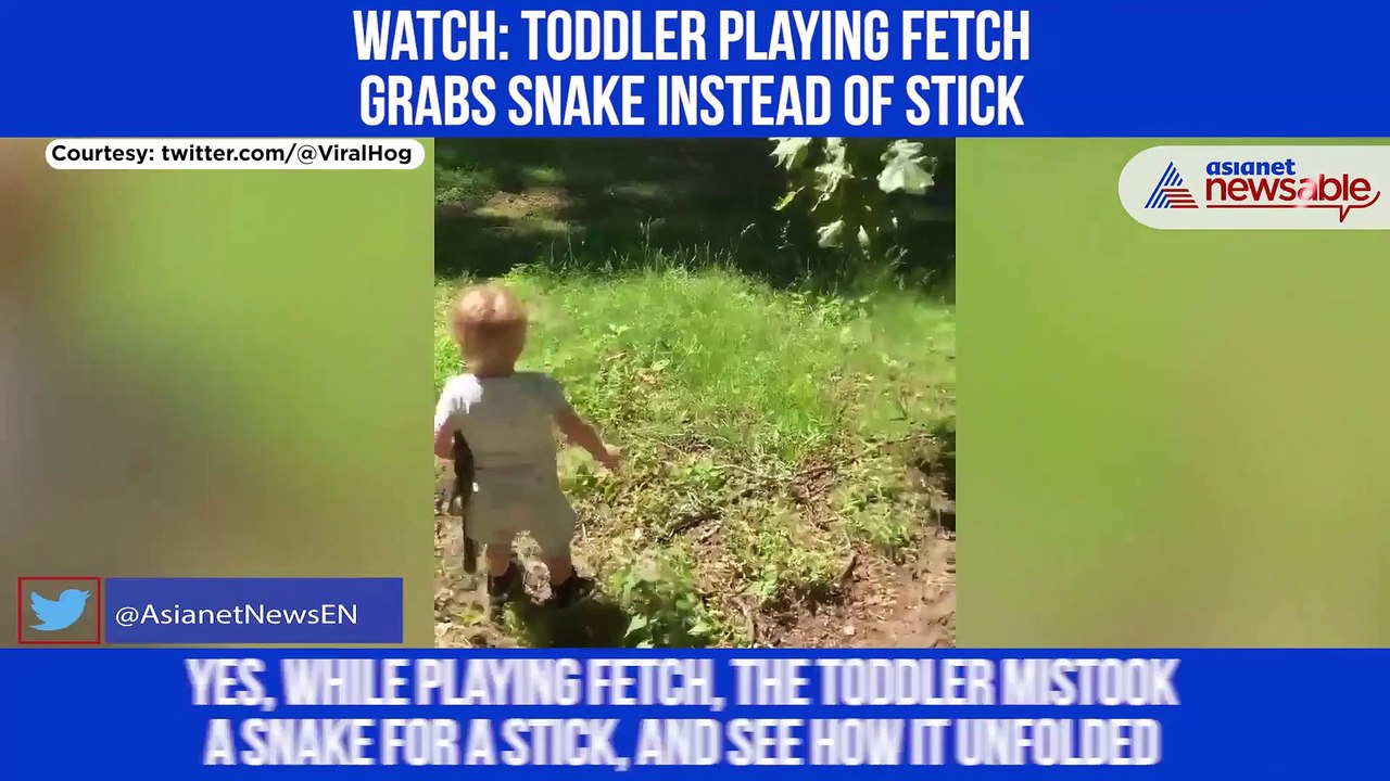 Toddler Grabs Snake