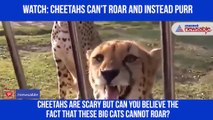 Cheetah