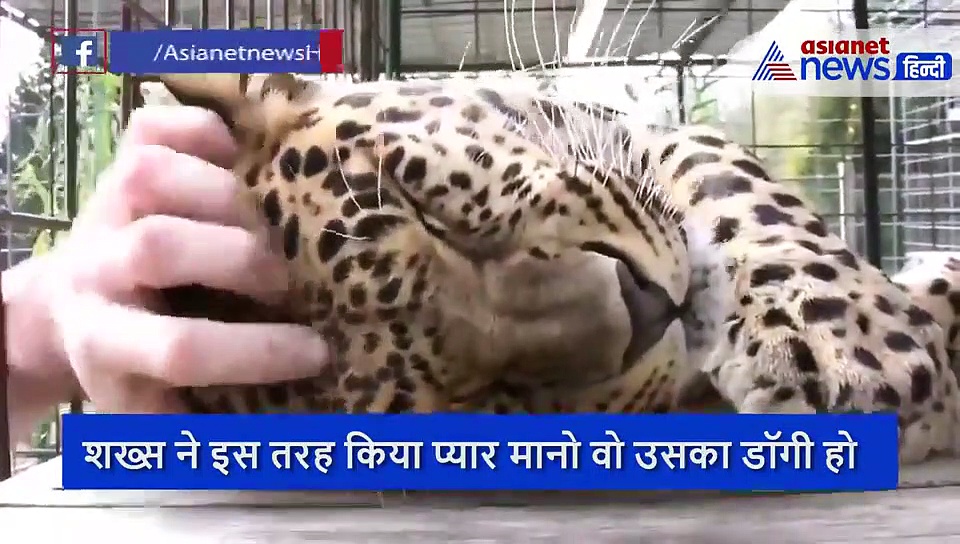 शख्स ने खतरनाक तेंदुए के सिर पर रख दिया हाथ और फिर..