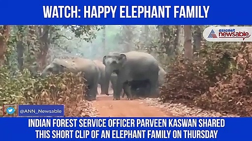 Happy elephant family is just so cute, Video goes viral