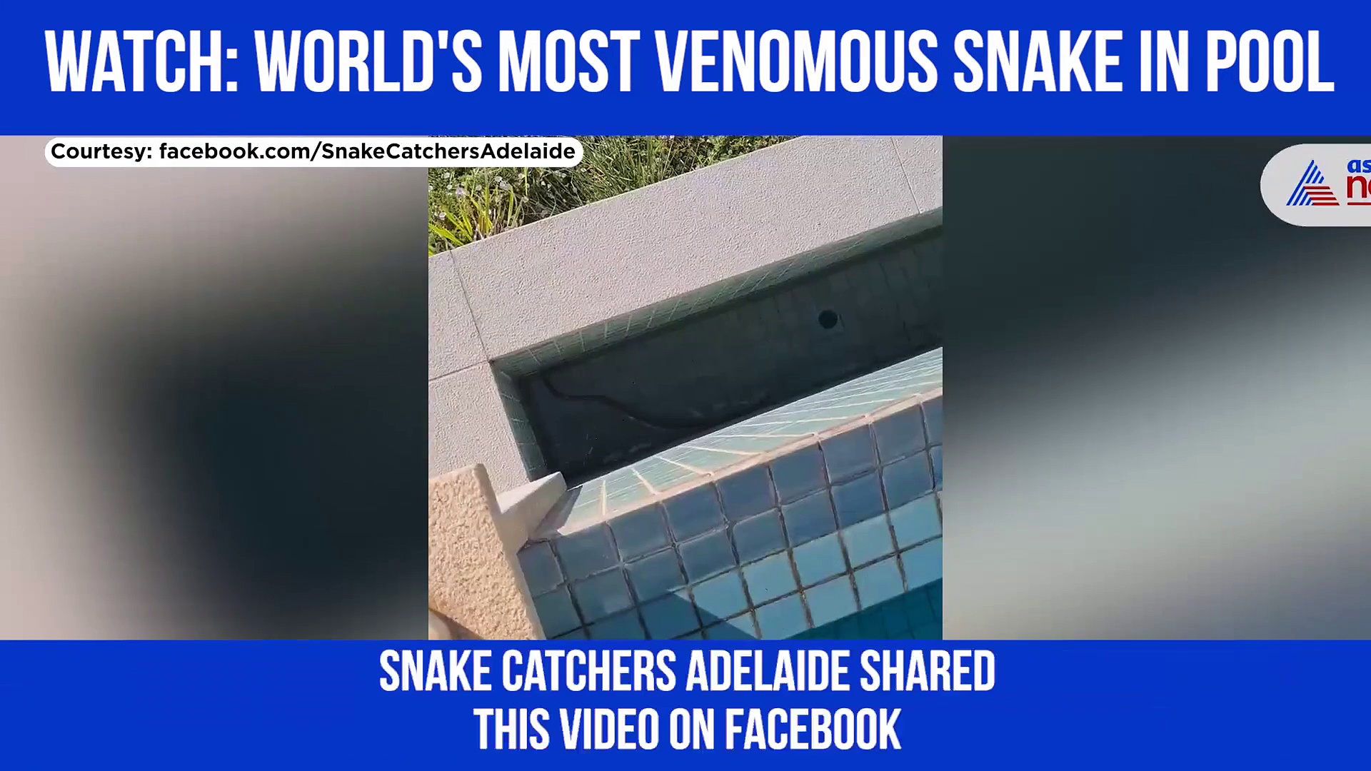 WATCH:  Family finds world's deadliest snake in their swimming pool
